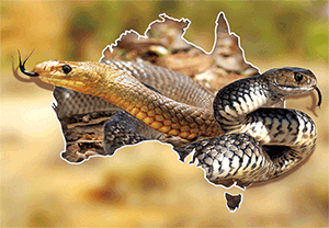 3D Postcard Aussie Themes Australian Animals Souvenir Group 1 - fair-dinkum-gifts