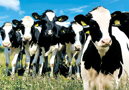 3D Postcard Aussie Themes Australian Animals Souvenir Group 1 - fair-dinkum-gifts