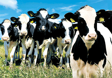 3D Postcard Aussie Themes Australian Animals Souvenir Group 1 - fair-dinkum-gifts