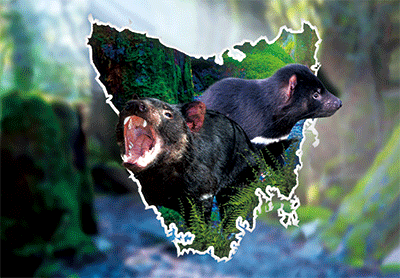 3D Postcard Aussie Themes Australian Animals Souvenir Group 1 - fair-dinkum-gifts