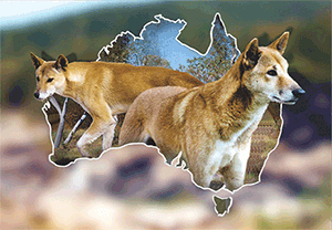 3D Postcard Aussie Themes Australian Animals Souvenir Group 1 - fair-dinkum-gifts