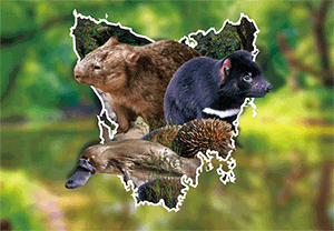 3D Postcard Aussie Themes Australian Animals Souvenir Group 1 - fair-dinkum-gifts