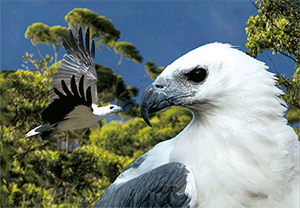 3D Postcard Aussie Themes Australian Animals Souvenir Group 1 - fair-dinkum-gifts