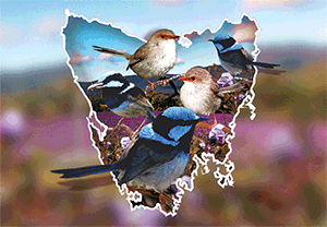 3D Postcard Aussie Themes Australian Animals Souvenir Group 1 - fair-dinkum-gifts