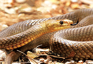 3D Postcard Aussie Themes Australian Animals Souvenir Group 1 - fair-dinkum-gifts