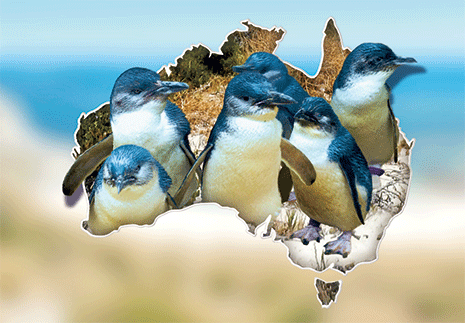 3D Postcard Aussie Themes Australian Animals Souvenir Group 1 - fair-dinkum-gifts