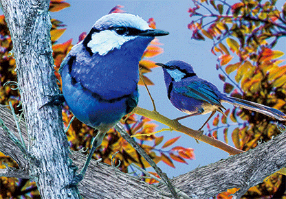 3D Postcard Aussie Themes Australian Animals Souvenir Group 1 - fair-dinkum-gifts