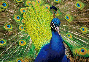 3D Postcard Aussie Themes Australian Animals Souvenir Group 1 - fair-dinkum-gifts