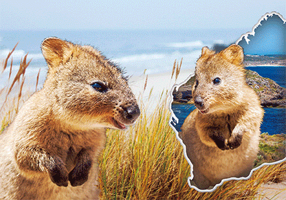 3D Postcard Aussie Themes Australian Animals Souvenir Group 3 - fair-dinkum-gifts