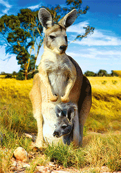 3D Postcard Aussie Themes Australian Animals Souvenir Group 3 - fair-dinkum-gifts