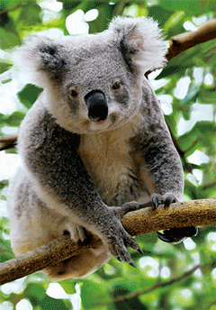 3D Postcard Aussie Themes Australian Animals Souvenir Group 3 - fair-dinkum-gifts