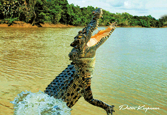 3D Postcard Aussie Themes Australian Animals Souvenir Group 3 - fair-dinkum-gifts