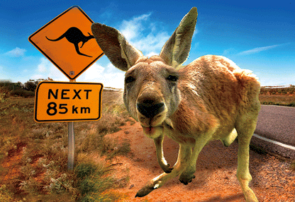 3D Postcard Aussie Themes Australian Animals Souvenir Group 3 - fair-dinkum-gifts