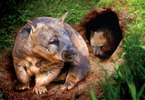 3D Postcard Aussie Themes Australian Animals Souvenir Group 1