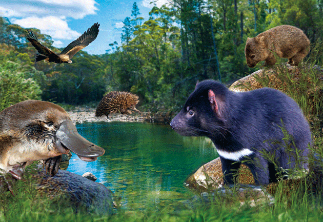 3D Postcard Aussie Themes Australian Animals Souvenir Group 1 - fair-dinkum-gifts