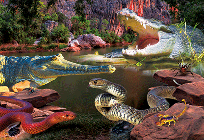 3D Placemat Australian Animals/Themes