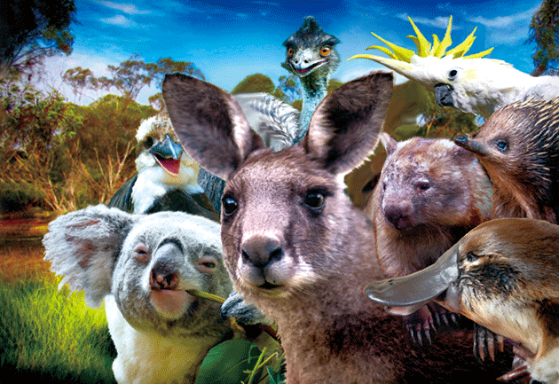 3D Postcard Aussie Themes Australian Animals Souvenir Group 3 - fair-dinkum-gifts