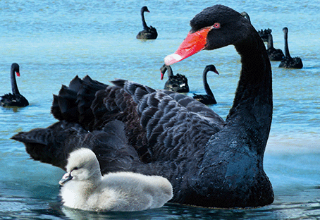 3D Postcard Aussie Themes Australian Animals Souvenir Group 1 - fair-dinkum-gifts