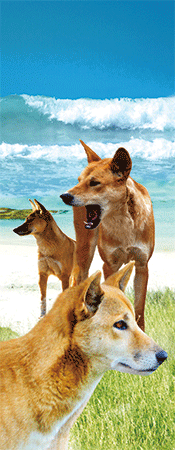 Pack of 5 x 3D Bookmarks LENTICULAR Book Marks Aussie Australian Theme Animals Souvenirs - fair-dinkum-gifts