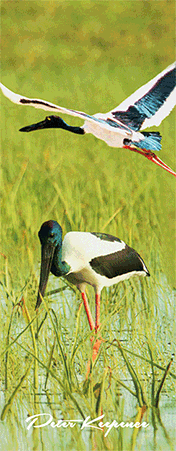 3D Bookmarks Aussie Themes Animals Group 1