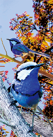 Pack of 5 x 3D Bookmarks LENTICULAR Book Marks Aussie Australian Theme Animals Souvenirs - fair-dinkum-gifts