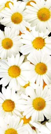 Pack of 5 x 3D Bookmarks LENTICULAR Book Marks Aussie Australian Theme Animals Souvenirs - fair-dinkum-gifts