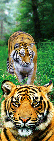 Pack of 5 x 3D Bookmarks LENTICULAR Book Marks Aussie Australian Theme Animals Souvenirs - fair-dinkum-gifts