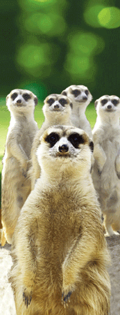 Pack of 5 x 3D Bookmarks LENTICULAR Book Marks Aussie Australian Theme Animals Souvenirs - fair-dinkum-gifts