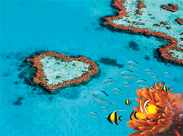 3D Placemats Pack of 2 Australia 3D Lenticular Printed Aussie Animals Wildlife Designs - fair-dinkum-gifts