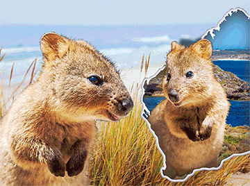 3D Placemats Pack of 2 Australia 3D Lenticular Printed Aussie Animals Wildlife Designs - fair-dinkum-gifts