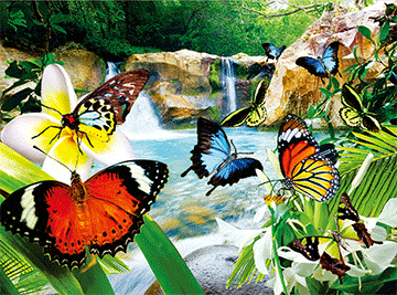 3D Placemats Pack of 2 Australia 3D Lenticular Printed Aussie Animals Wildlife Designs - fair-dinkum-gifts