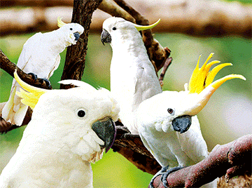 3D Placemats Pack of 2 Australia 3D Lenticular Printed Aussie Animals Wildlife Designs - fair-dinkum-gifts