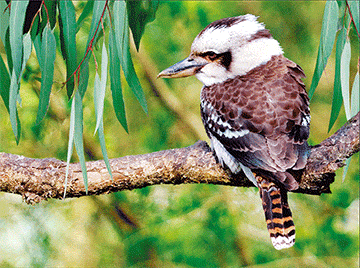 3D Placemats Pack of 2 Australia 3D Lenticular Printed Aussie Animals Wildlife Designs - fair-dinkum-gifts