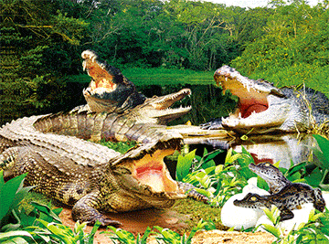 3D Placemats Pack of 2 Australia 3D Lenticular Printed Aussie Animals Wildlife Designs - fair-dinkum-gifts