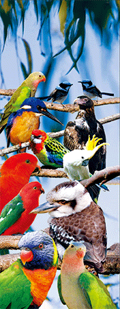 Pack of 5 x 3D Bookmarks LENTICULAR Book Marks Aussie Australian Theme Animals Souvenirs - fair-dinkum-gifts