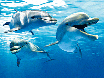 3D Placemats Pack of 2 Australia 3D Lenticular Printed Aussie Animals Wildlife Designs - fair-dinkum-gifts