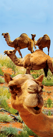 Pack of 5 x 3D Bookmarks LENTICULAR Book Marks Aussie Australian Theme Animals Souvenirs - fair-dinkum-gifts