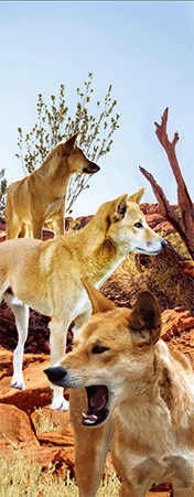 Pack of 5 x 3D Bookmarks LENTICULAR Book Marks Aussie Australian Theme Animals Souvenirs - fair-dinkum-gifts