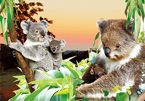 3D Postcard Aussie Themes Australian Animals Souvenir Group 3 - fair-dinkum-gifts
