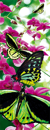 Pack of 5 x 3D Bookmarks LENTICULAR Book Marks Aussie Australian Theme Animals Souvenirs - fair-dinkum-gifts