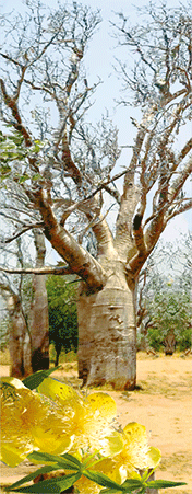 Pack of 5 x 3D Bookmarks LENTICULAR Book Marks Aussie Australian Theme Animals Souvenirs - fair-dinkum-gifts