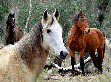 3D Placemats Pack of 2 Australia 3D Lenticular Printed Aussie Animals Wildlife Designs - fair-dinkum-gifts