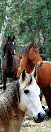 Pack of 5 x 3D Bookmarks LENTICULAR Book Marks Aussie Australian Theme Animals Souvenirs - fair-dinkum-gifts