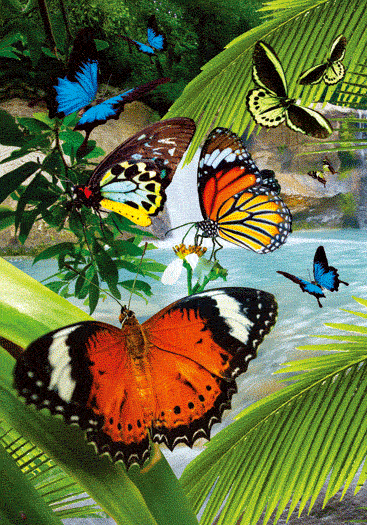 3D Spiral Notebook Aussie Animals Australian - 24 designs to choose from - fair-dinkum-gifts