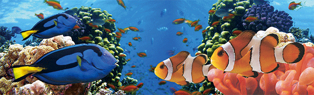 3D Bumper Stickers Aussie Animals Australian Souvenirs Lenticular Rectangle Stickers - fair-dinkum-gifts