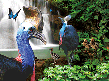 3D Placemats Pack of 2 Australia 3D Lenticular Printed Aussie Animals Wildlife Designs - fair-dinkum-gifts