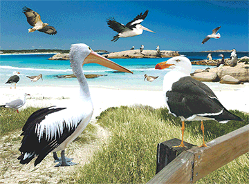 3D Placemats Pack of 2 Australia 3D Lenticular Printed Aussie Animals Wildlife Designs - fair-dinkum-gifts