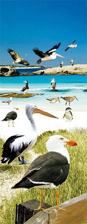 Pack of 5 x 3D Bookmarks LENTICULAR Book Marks Aussie Australian Theme Animals Souvenirs - fair-dinkum-gifts