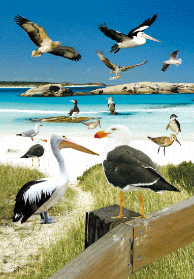 3D Spiral Notebook Aussie Animals Australian - 24 designs to choose from - fair-dinkum-gifts