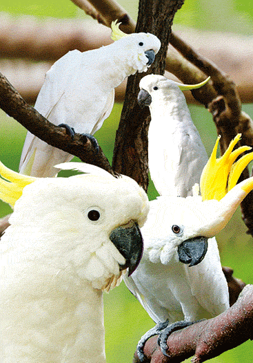 3D Spiral Notebook Aussie Animals Australian - 24 designs to choose from - fair-dinkum-gifts